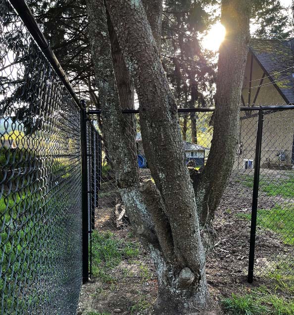 black fence protecting tree